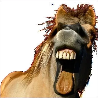 Un cheval adulte mle a ... dents .