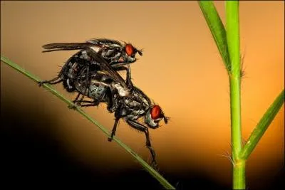 Dans ce film de David Cronenberg,  La mouche , cet acteur prend l'apparence de cet insecte !