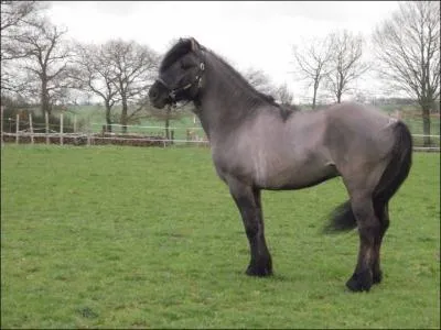 Lequel de ces deux animaux dsigne une robe ?