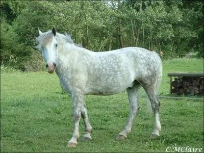 Quelle est cette robe ?