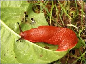 Les limaces et autres escargots ne mangent pas de fraises.