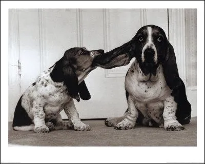 Si vous vous faites prier pour honorer l'invitation d'Alex :