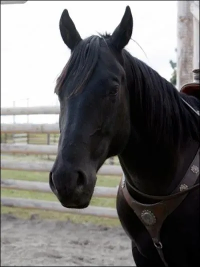 Comment s'appelle-t-il ?