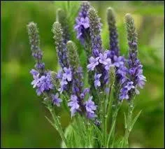 Quelle plante redoutent les vampires de Mystic Falls ?