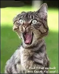 Comment les chats des Clans appellent-ils les humains ?