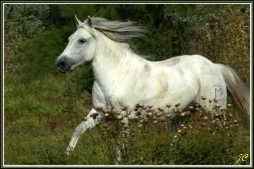 Quelle est la race ?