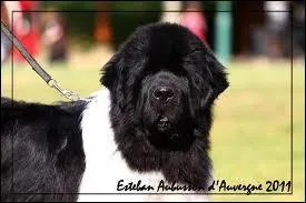 A quelle race appartient ce chien   sauveteur des mers   ?