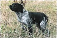 Quelle est la race de ce chien utilisé pour la chasse ?