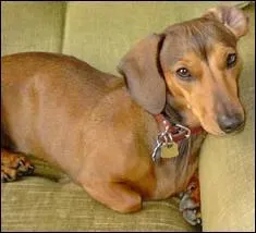 Ce chien est souvent appel par les plus petits   Mr Saucisse  , quelle est cette race ?