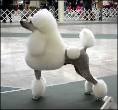 Cette race est souvent utilisé pour les concours canins de beauté et souvent apprécié par les femmes, quelle est la race de ce chien ?