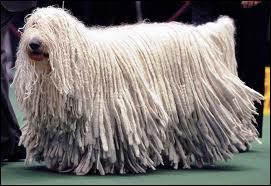 Ce chien est utile pour les bergers, il n'est pas difficile à différencier des autres races de chiens grâce à son poil, quelle est cette race ?