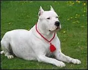 Ce chien est un molosse de type dogue. Grce  sa mchoire, il est utilis pour la chasse au puma et au sanglier. Quelle est cette race ?