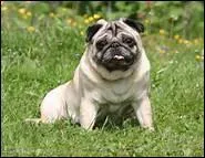 Ce chien est reconnu pour sa grande sensibilit et sa petite bouille. Quel est ce chien ?