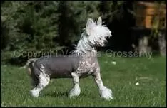 Ce chien si original tait dj connu au XIIe sicle avant notre re. Vous avez donc largement eu le temps de le reconnatre.