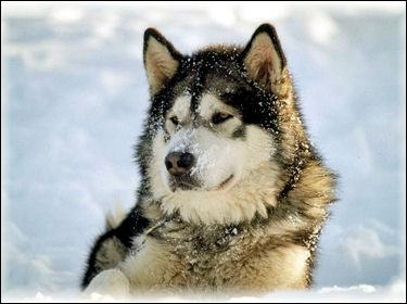 A quelle race appartient ce chien vivant vers les pays froids ?