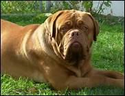 Cette race de chien du type molossoïde est d'origine française et est l'une des races les plus anciennes françaises. Quel est ce molosse ?