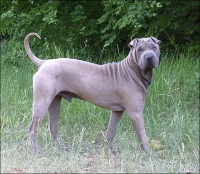 A quelle race appartient ce chien originaire de la Chine et a la particularit d'tre   pliss   ?