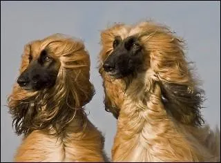 Ce chien est aussi appel   Tazi   et est originaire d'Afghanistan, quelle est cette race ?