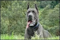 A l'tat adulte il est trs grand,  quelle race appartient ce chien ?