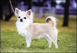 A quelle race appartient ce chien étant le plus petit chien du monde ?