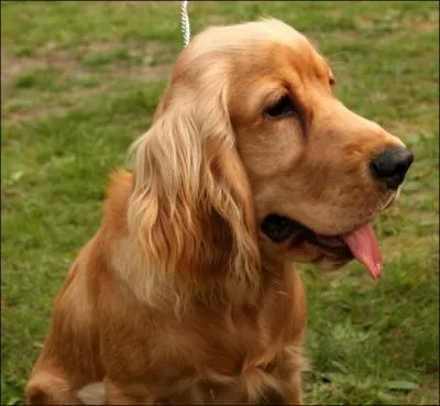 A quelle race appartient ce chien si affectueux ?