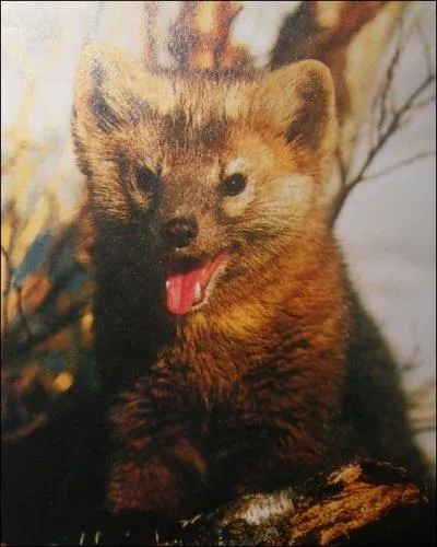 Quel est ce mustlid pesant environ 2 kg, recherch et chass pour sa fourrure, la plus chre du march ?