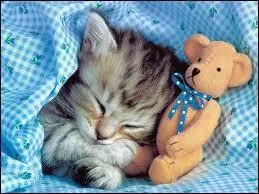 En moyenne, combien de temps par jour dort un flin ?