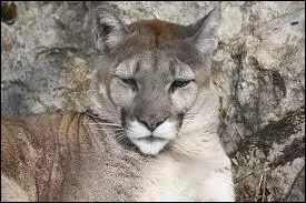 Un puma peut franchir en 1 seul bond ...