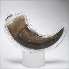 Combien les griffes d'un tigre mesurent-elles ?