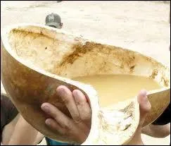  Yotala, petit village au sud de Sucre, on peut dguster la chicha, boisson alcoolise obtenue par fermentation d'une plante. Laquelle ?