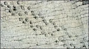 On y trouve le site de  Cal Ork'o , de quoi s'agit-il ?