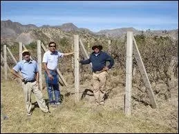 Continuons la route pour arriver  Camargo, quelle plante y cultive-t-on, qui a fait la rputation de ce chef-lieu de province, le  Nor Cinti  ?