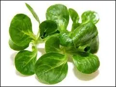 Produite en trs grande quantit autour de Nantes, quelle est cette varit de salade, dite d'hiver, dont la saveur est trs douce et les feuilles croquantes ?