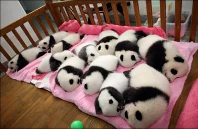 Le panda est un ursid, de la mme famille que l'ours !