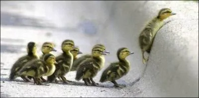 Certains canards font leurs nids en haut des arbres !