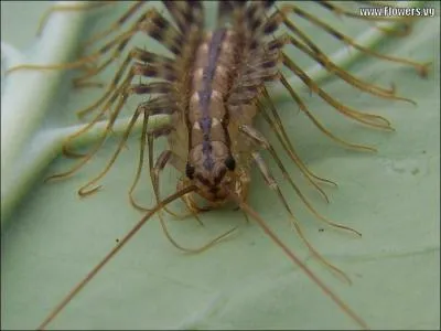 Un mille pattes (scolopendre) peut gravement vous blesser, et mme ventuellement vous tuer !