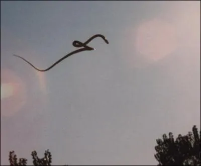 Il existe des serpents qui peuvent voler, en planant !