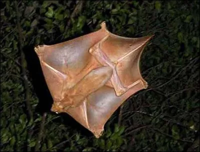 Certains rongeurs peuvent voler, en planant !