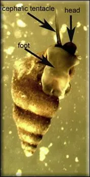 Certains escargots peuvent voler, en planant !