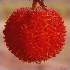 Quel est ce fruit ?