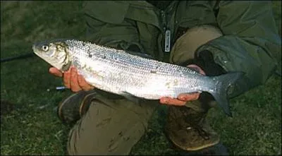 Je vous propose une autre option, pcher la fra chez nos amis Helvtes ...