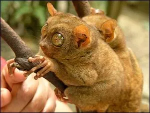 Combien mesure-t-il sans compter sa queue ?