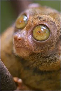 Quelle est la particularit de ce petit primate ?