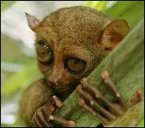 Le tarsier est un animal :