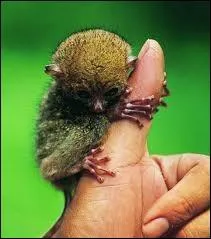 Combien de petits une femelle peut-elle avoir en une porte ?