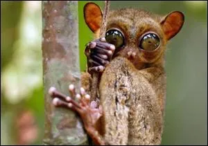 Le tarsier peut faire pivoter sa tte jusqu' :