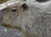Quiz Le capybara