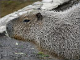 Que signifie le nom ''Capybara'' ?