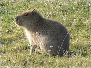 O vivent les capybaras ?