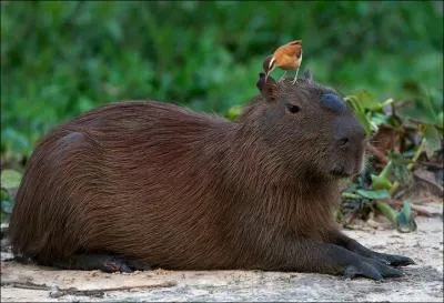 Un capybara adulte mesure entre :